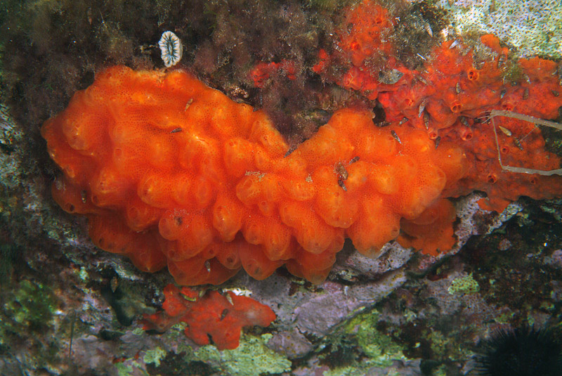 Aplidium nordmanni